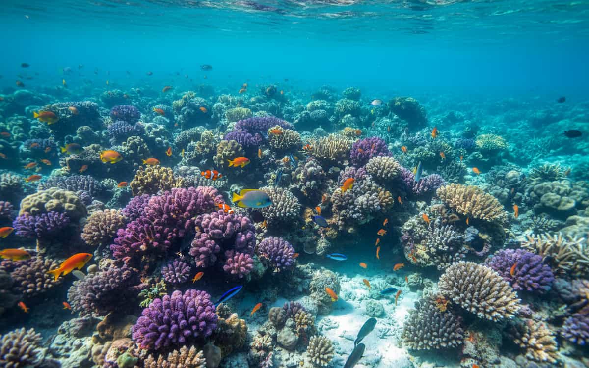 7 sfaturi calatorie maldive - Lumea subacvatica spectaculoasa a Maldivelor cu corali si pesti tropicali
